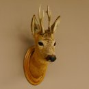 Capriolo testa spalla preparato altezza 46 cm corna capriolo testa preparato scudo 85.11.107