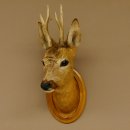 Capriolo testa spalla preparato altezza 46 cm corna capriolo testa preparato scudo 85.11.107