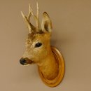 Capriolo testa spalla preparato altezza 46 cm corna capriolo testa preparato scudo 85.11.107