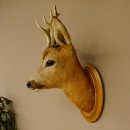 Capriolo testa spalla preparato altezza 46 cm corna capriolo testa preparato scudo 85.11.107
