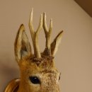 Capriolo testa spalla preparato altezza 46 cm corna capriolo testa preparato scudo 85.11.107