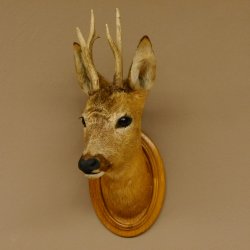 Capriolo testa spalla preparato altezza 46 cm corna capriolo testa preparato scudo 85.11.107
