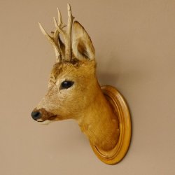 Capriolo testa spalla preparato altezza 46 cm corna capriolo testa preparato scudo 85.11.107