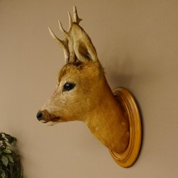 Capriolo testa spalla preparato altezza 46 cm corna capriolo testa preparato scudo 85.11.107