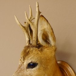 Capriolo testa spalla preparato altezza 46 cm corna capriolo testa preparato scudo 85.11.107