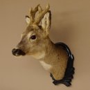 Capriolo con corna in bastone Testa di capriolo...