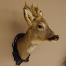 Capriolo con corna in bastone Testa di capriolo...