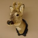 Capriolo con corna in bastone Testa di capriolo imbalsamata Altezza 50 cm Corna Testa di capriolo imbalsamata con trofeo intagliato 85.11.108