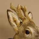 Capriolo con corna in bastone Testa di capriolo imbalsamata Altezza 50 cm Corna Testa di capriolo imbalsamata con trofeo intagliato 85.11.108