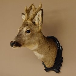 Capriolo con corna in bastone Testa di capriolo imbalsamata Altezza 50 cm Corna Testa di capriolo imbalsamata con trofeo intagliato 85.11.108
