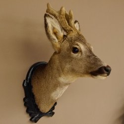 Capriolo con corna in bastone Testa di capriolo imbalsamata Altezza 50 cm Corna Testa di capriolo imbalsamata con trofeo intagliato 85.11.108