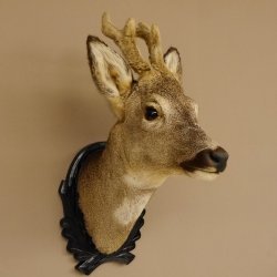 Capriolo con corna in bastone Testa di capriolo imbalsamata Altezza 50 cm Corna Testa di capriolo imbalsamata con trofeo intagliato 85.11.108