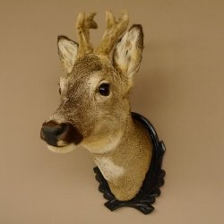 Capriolo con corna in bastone Testa di capriolo imbalsamata Altezza 50 cm Corna Testa di capriolo imbalsamata con trofeo intagliato 85.11.108