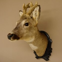 Capriolo con corna in bastone Testa di capriolo imbalsamata Altezza 50 cm Corna Testa di capriolo imbalsamata con trofeo intagliato 85.11.108