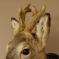 Capriolo con corna in bastone Testa di capriolo imbalsamata Altezza 50 cm Corna Testa di capriolo imbalsamata con trofeo intagliato 85.11.108