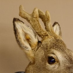 Capriolo con corna in bastone Testa di capriolo imbalsamata Altezza 50 cm Corna Testa di capriolo imbalsamata con trofeo intagliato 85.11.108