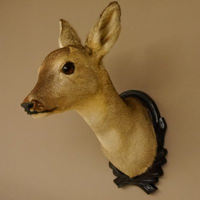 Capriolo femmina pelo invernale Capriolo maschio testa spalla preparato corna preparato testa scudo 85.11.105