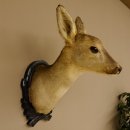 Capriolo femmina pelo invernale Capriolo maschio testa...