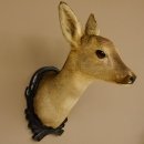 Capriolo femmina pelo invernale Capriolo maschio testa spalla preparato corna preparato testa scudo 85.11.105