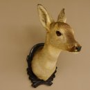 Capriolo femmina pelo invernale Capriolo maschio testa spalla preparato corna preparato testa scudo 85.11.105