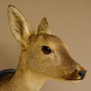 Capriolo femmina pelo invernale Capriolo maschio testa spalla preparato corna preparato testa scudo 85.11.105
