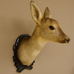 Capriolo femmina pelo invernale Capriolo maschio testa spalla preparato corna preparato testa scudo 85.11.105