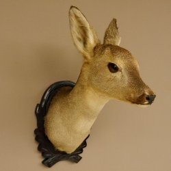 Capriolo femmina pelo invernale Capriolo maschio testa spalla preparato corna preparato testa scudo 85.11.105