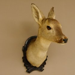 Capriolo femmina pelo invernale Capriolo maschio testa spalla preparato corna preparato testa scudo 85.11.105