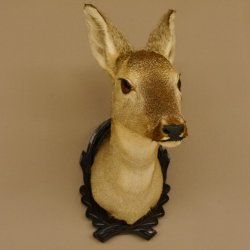 Capriolo femmina pelo invernale Capriolo maschio testa spalla preparato corna preparato testa scudo 85.11.105