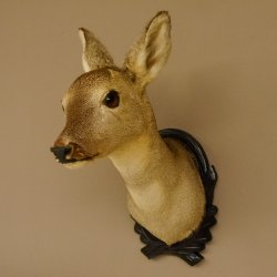 Capriolo femmina pelo invernale Capriolo maschio testa spalla preparato corna preparato testa scudo 85.11.105