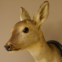 Capriolo femmina pelo invernale Capriolo maschio testa spalla preparato corna preparato testa scudo 85.11.105