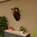 Moflon (Ovis gmelini musimon) Preparatie HL 75 cm Kop Schouder Hoofd Birkeschild 85.12.93