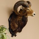 Muflone (Ovis gmelini musimon) Preparato HL 75 cm Testa...