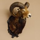 Moflon (Ovis gmelini musimon) Preparatie HL 75 cm Kop Schouder Hoofd Birkeschild 85.12.93
