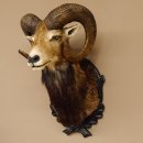 Moflon (Ovis gmelini musimon) Preparatie HL 75 cm Kop Schouder Hoofd Birkeschild 85.12.93