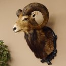 Moflon (Ovis gmelini musimon) Preparatie HL 75 cm Kop Schouder Hoofd Birkeschild 85.12.93