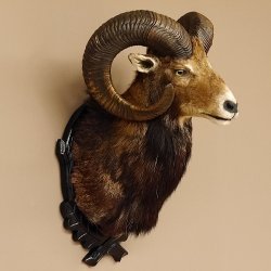 Moflon (Ovis gmelini musimon) Preparatie HL 75 cm Kop Schouder Hoofd Birkeschild 85.12.93