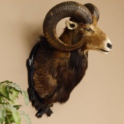 Moflon (Ovis gmelini musimon) Preparatie HL 75 cm Kop Schouder Hoofd Birkeschild 85.12.93
