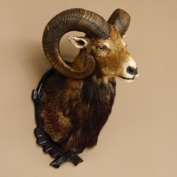 Moflon (Ovis gmelini musimon) Preparatie HL 75 cm Kop Schouder Hoofd Birkeschild 85.12.93