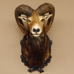 Moflon (Ovis gmelini musimon) Preparatie HL 75 cm Kop Schouder Hoofd Birkeschild 85.12.93