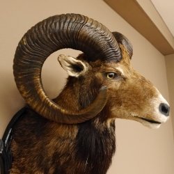 Moflon (Ovis gmelini musimon) Preparatie HL 75 cm Kop Schouder Hoofd Birkeschild 85.12.93