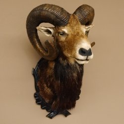 Moflon (Ovis gmelini musimon) Preparatie HL 75 cm Kop Schouder Hoofd Birkeschild 85.12.93