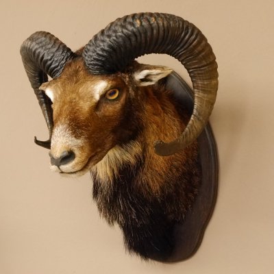 Muflone (Ovis gmelini musimon) Preparato HL 75 cm Testa Spalla Scudo principale 85.12.93