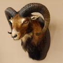 Muflone (Ovis gmelini musimon) Preparato HL 75 cm Testa...