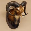 Muflone (Ovis gmelini musimon) Preparato HL 75 cm Testa Spalla Scudo principale 85.12.93