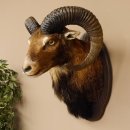 Muflone (Ovis gmelini musimon) Preparato HL 75 cm Testa Spalla Scudo principale 85.12.93