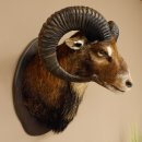 Muflone (Ovis gmelini musimon) Preparato HL 75 cm Testa Spalla Scudo principale 85.12.93