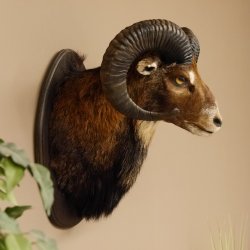 Muflone (Ovis gmelini musimon) Preparato HL 75 cm Testa Spalla Scudo principale 85.12.93