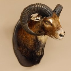 Muflone (Ovis gmelini musimon) Preparato HL 75 cm Testa Spalla Scudo principale 85.12.93