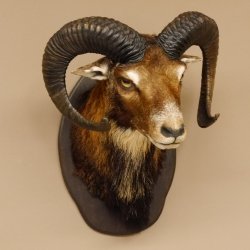 Muflone (Ovis gmelini musimon) Preparato HL 75 cm Testa Spalla Scudo principale 85.12.93